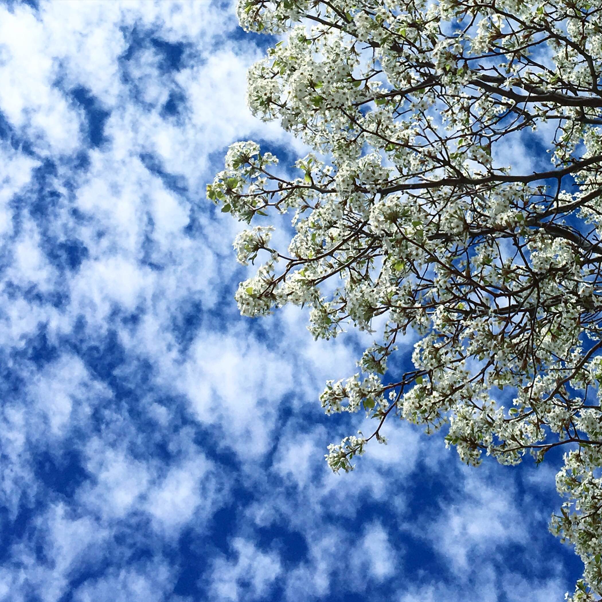 Spring Blossoms and Blue Skies