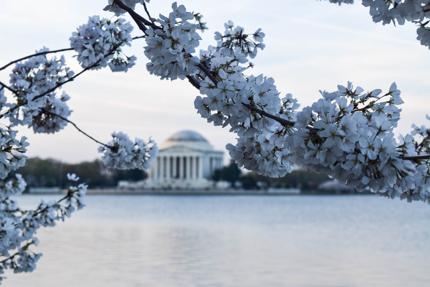 Jefferson and Cherry Blossoms