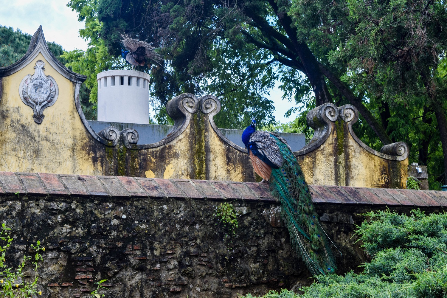 Castelo de Sao Jorge Peacock