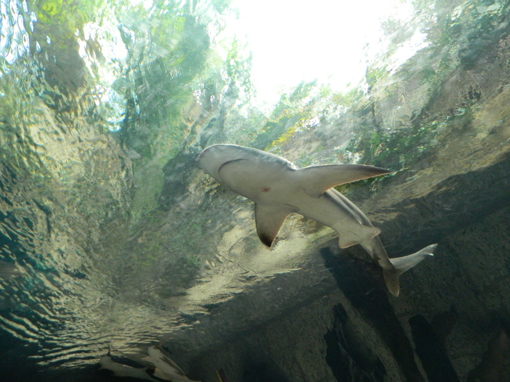 shark