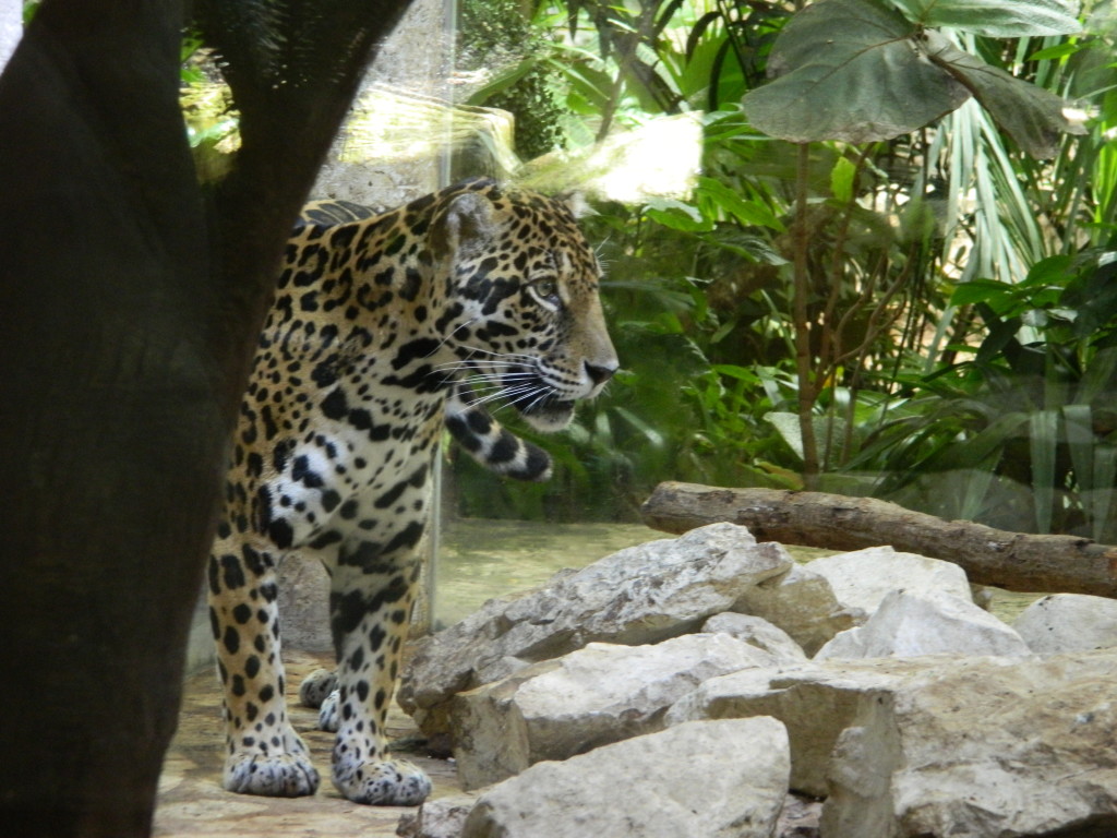 Jaguar