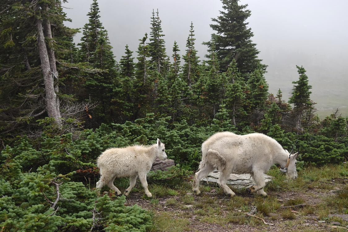 Mountain Goat Family - and fog - on the Hidden Lake Hike
