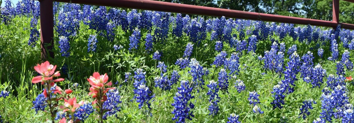 Finding Joy in Little Things