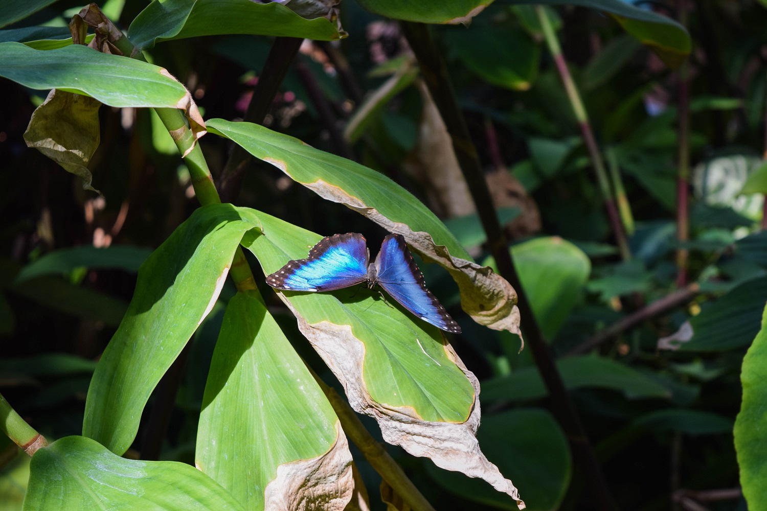 Blue Morpho