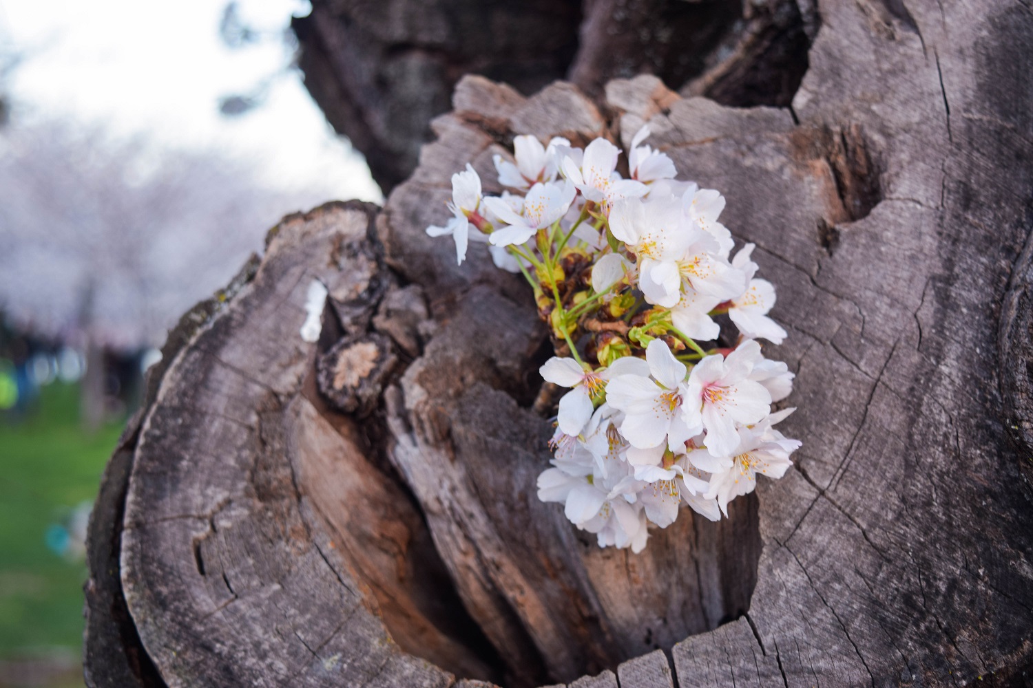 Cherry Blossom