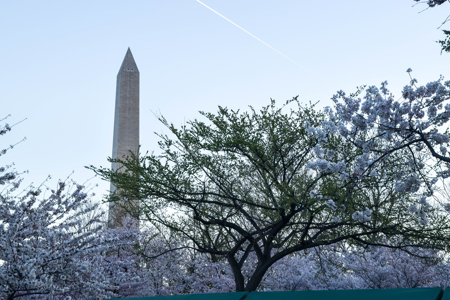 Washington and Cherry Trees