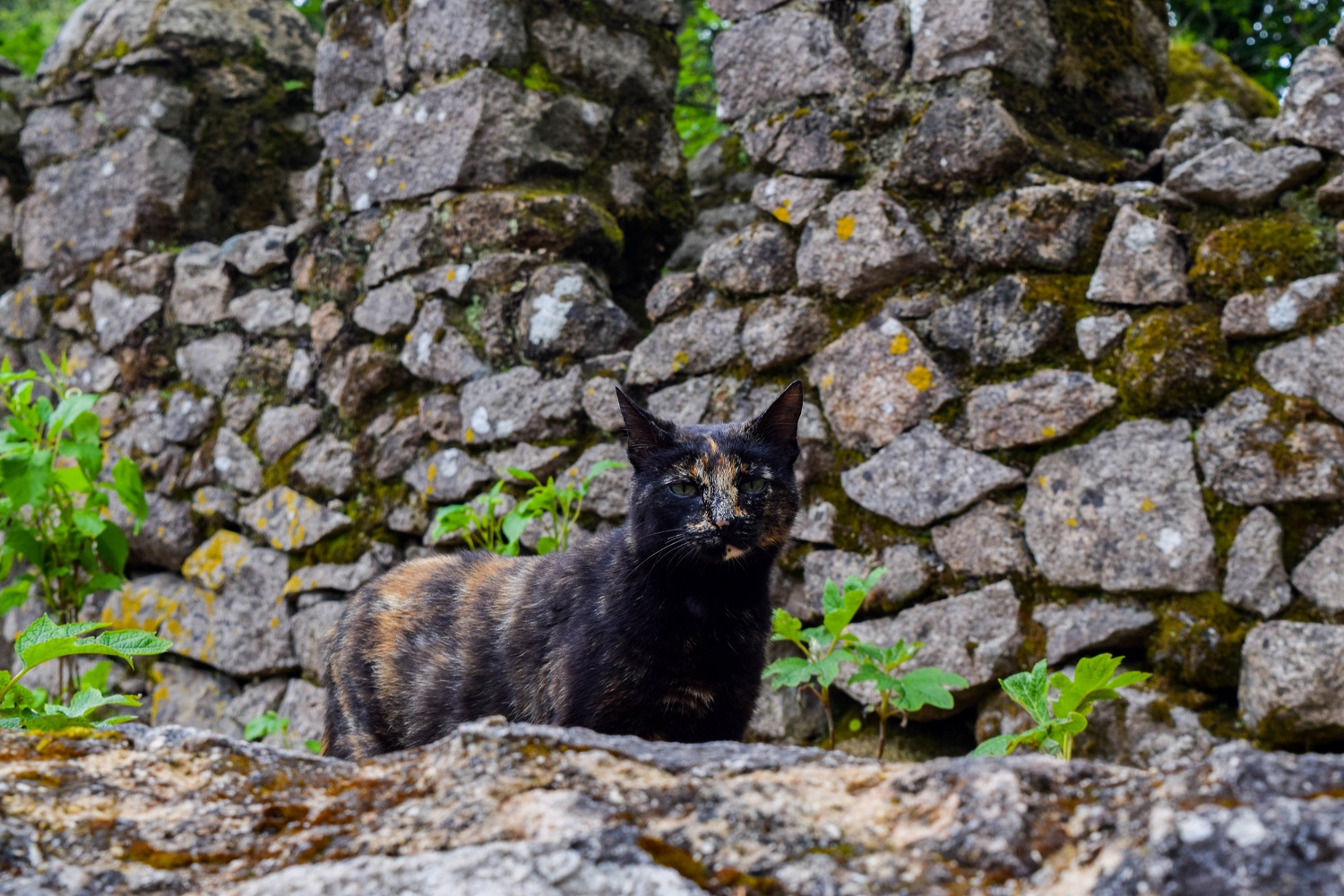 cats Castelo dos Mouros Portugal