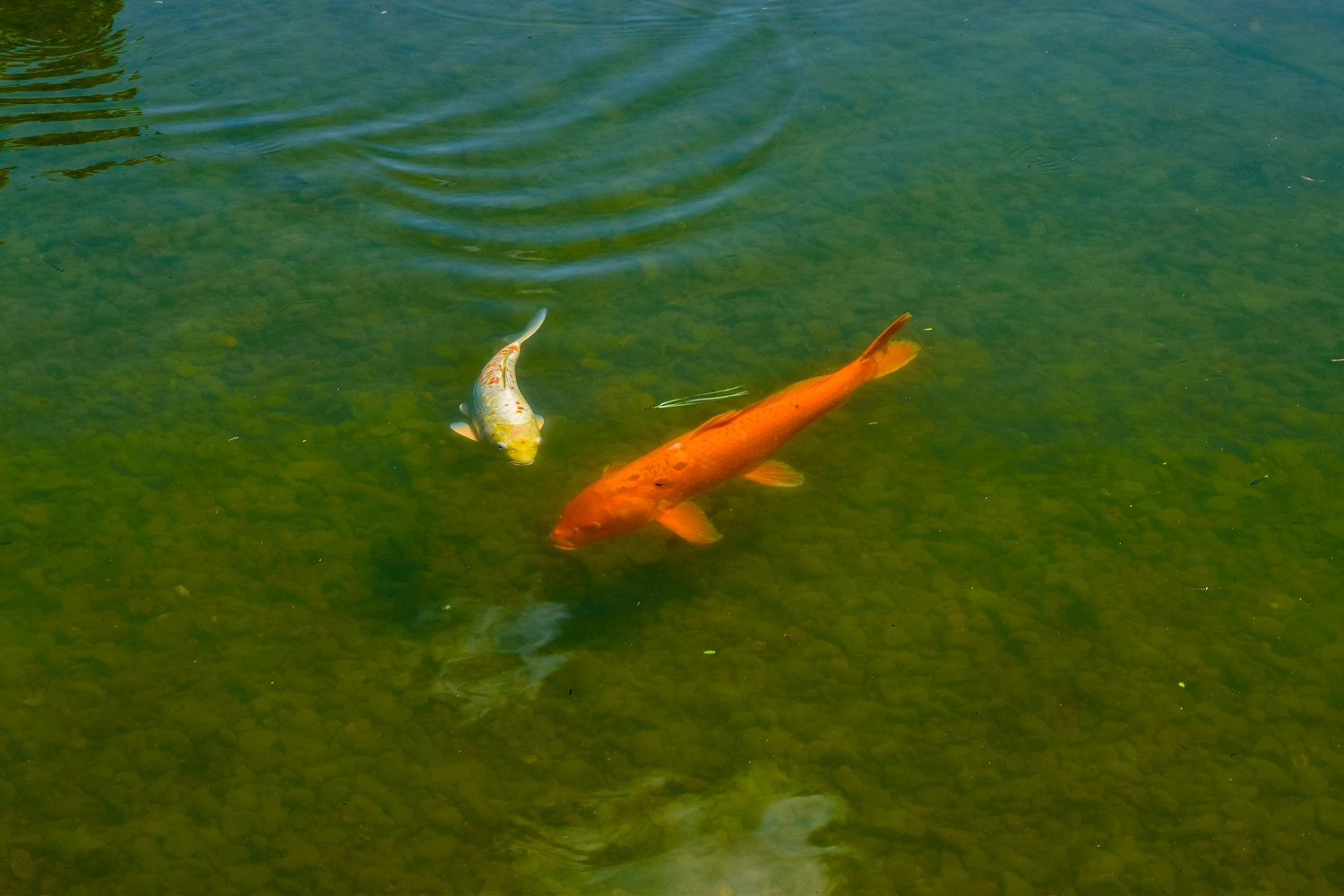 Koi Pond