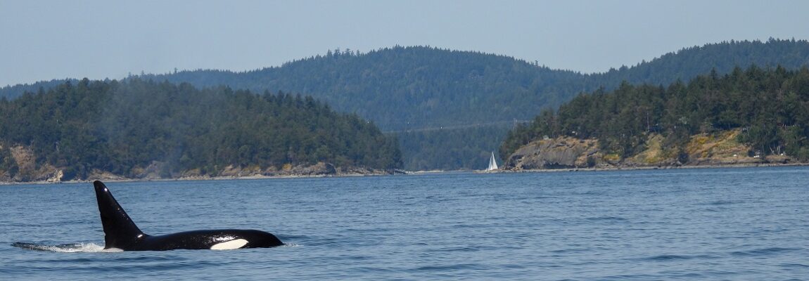 Whale Watching and the San Juan Islands